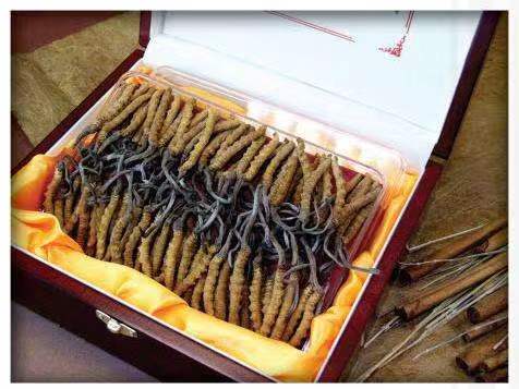 绥芬河冬虫夏草回收